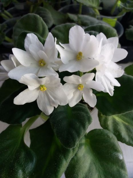 13 iunie - AA VIOLETE de COLECTIE