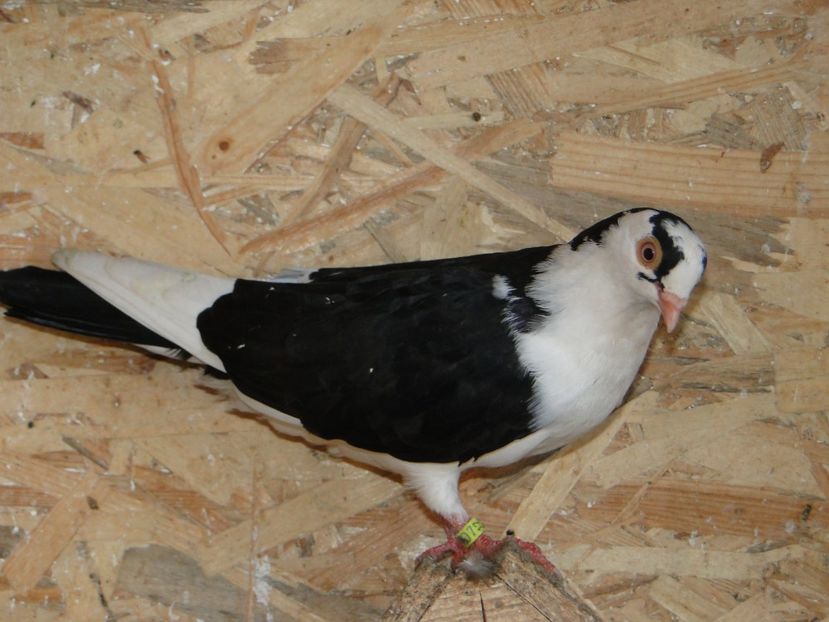  - porumbei care mi-au apartinut