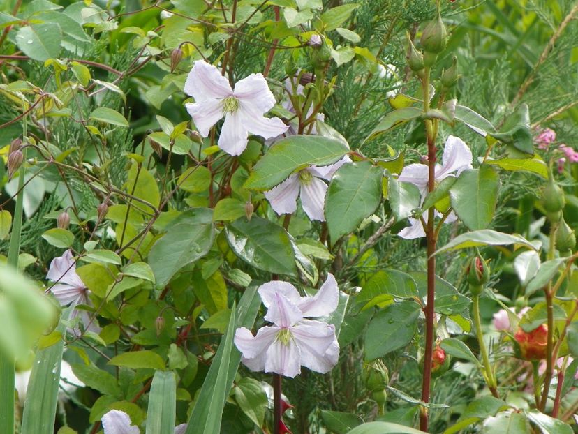 White Prince Charles - Clematite 2017