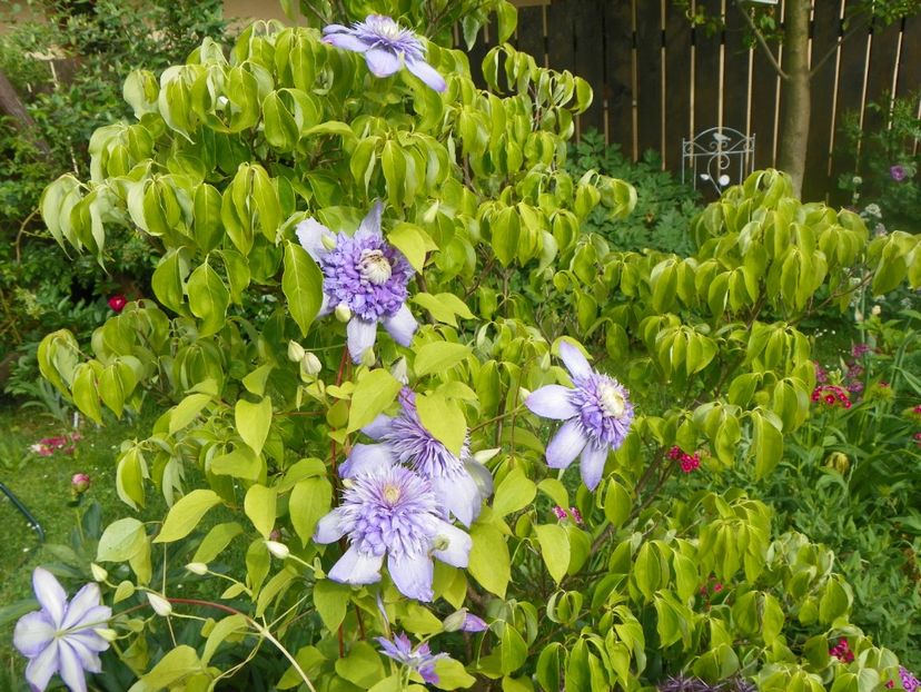 Blue Light - Clematite 2017