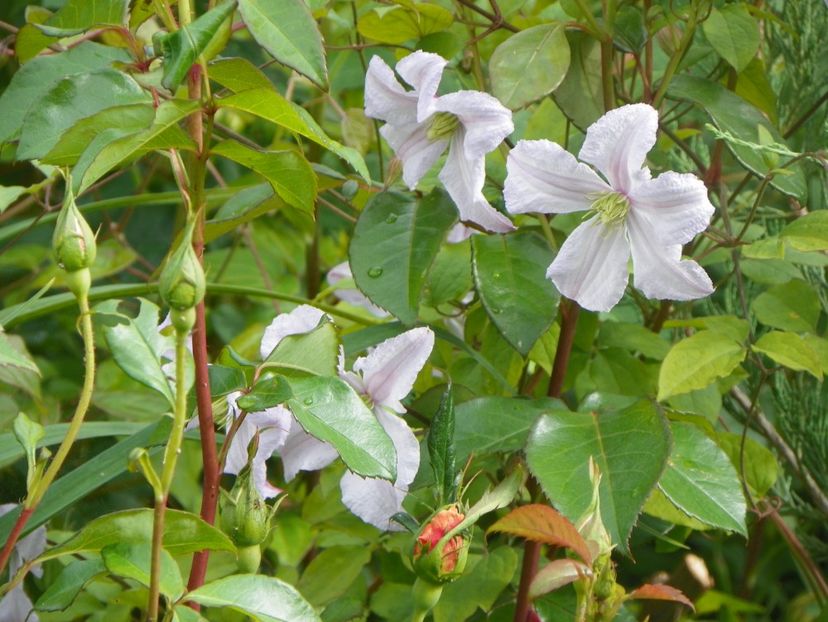 White Prince Charles - Clematite 2017