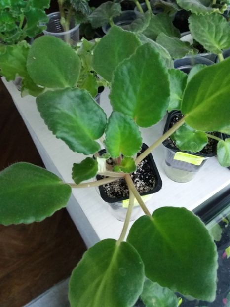 13 iunie - ZZ AE Fly To The Moon