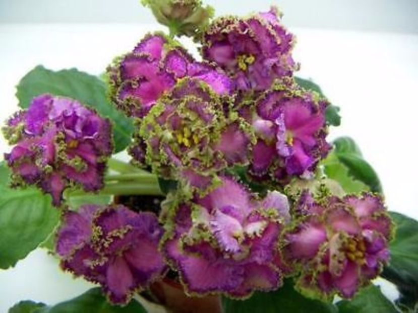 Georgia poza net - ZZ Georgia sport