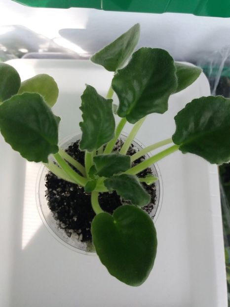 13 iunie - ZZ Georgia sport