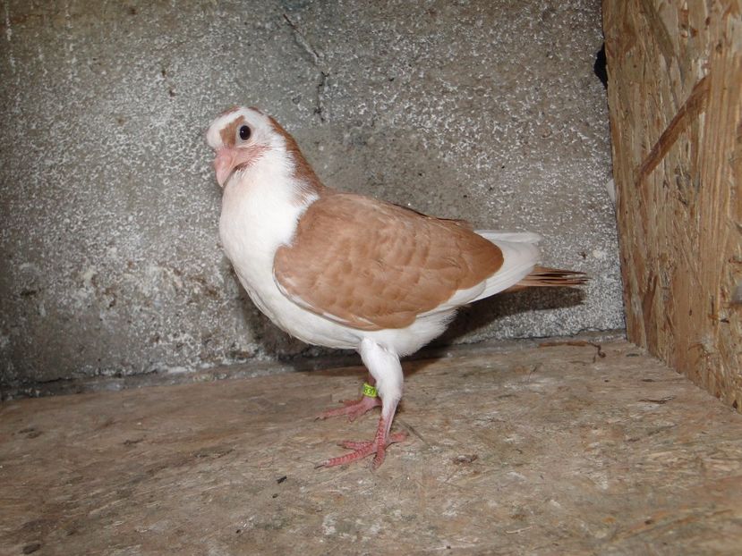  - porumbei care mi-au apartinut