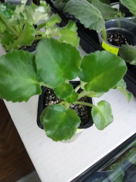 13 iunie - LE Pisanka