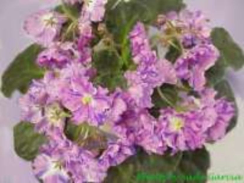 Playful Spectrum  poza net - ZZ Playful Spectrum