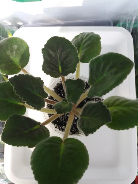 13 iunie - ZZ Blue Dragon