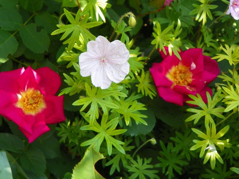 Weg der Sinne - Trandafiri 2017-1