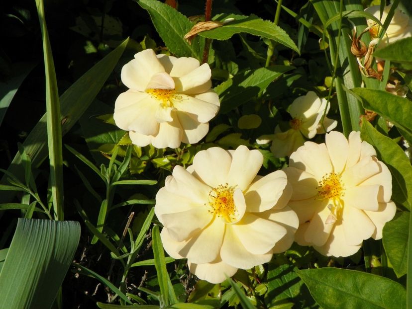 Amber Sun - Trandafiri 2017-1