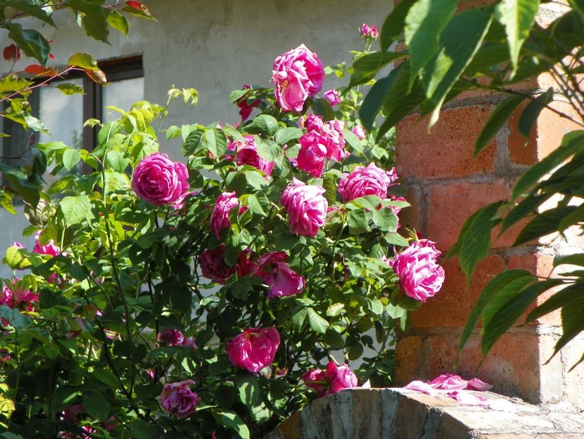 Futtacker Schlingrose - Trandafiri 2017-1
