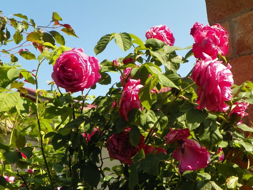 Futtacker Schlingrose - Trandafiri 2017-1