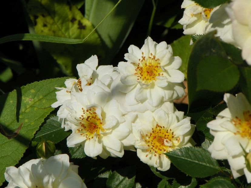 White Lace - Trandafiri 2017-1