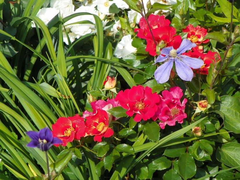 Sunshine Babylon Eyes - Trandafiri 2017-1