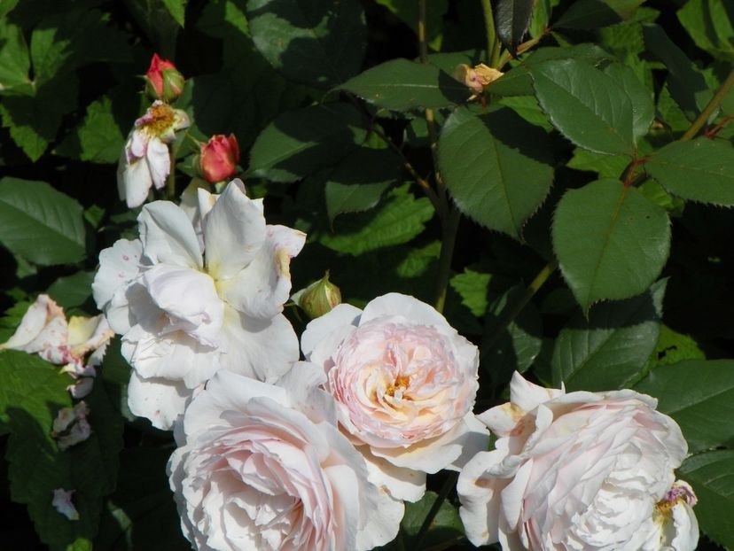 A Shropshire Lad - Trandafiri 2017-1