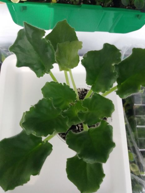 13 iunie - ZZ LE Vzbitye Slivki - LE Whipped Cream