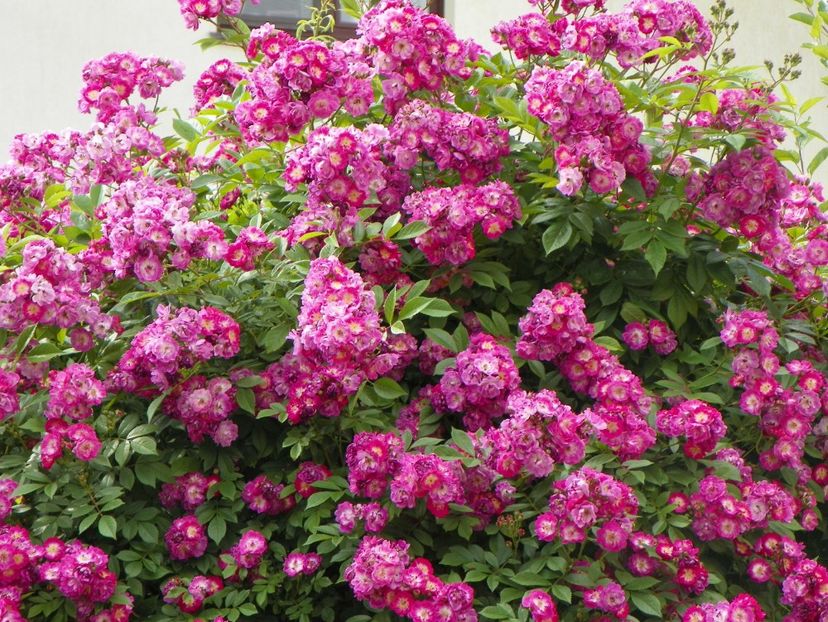 Perennial Blue - Trandafiri 2017-1