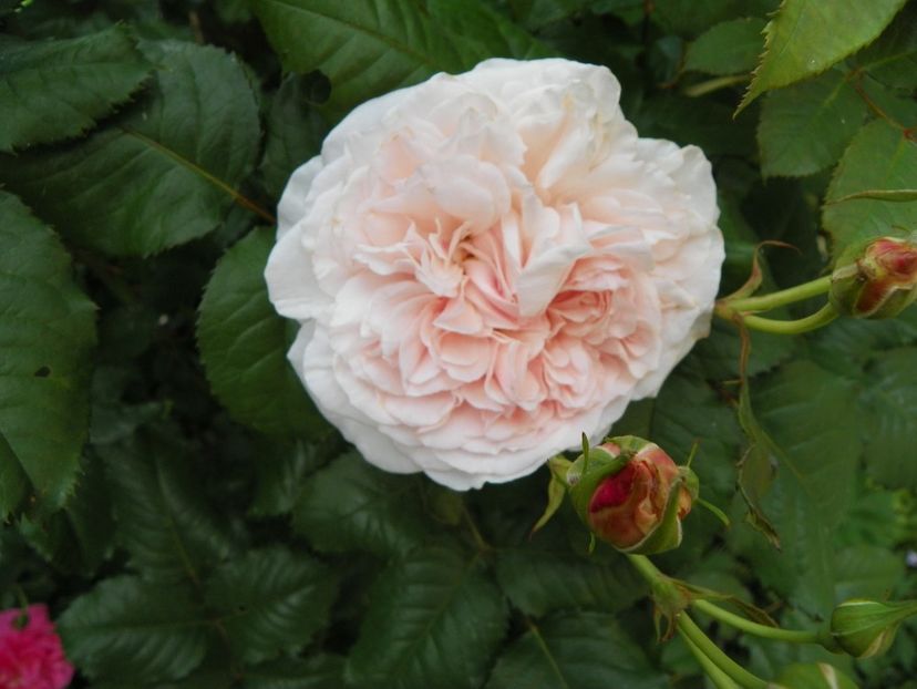 Rose de Tolbiac - Trandafiri 2017-1
