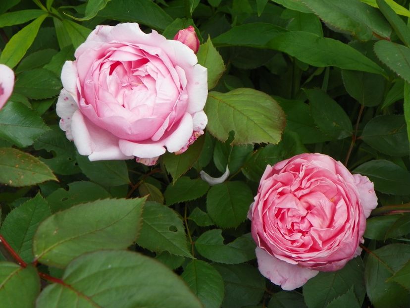 Brother Cadfael - Trandafiri 2017-1