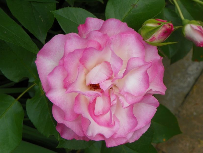 Bordure Rose - Trandafiri 2017-1