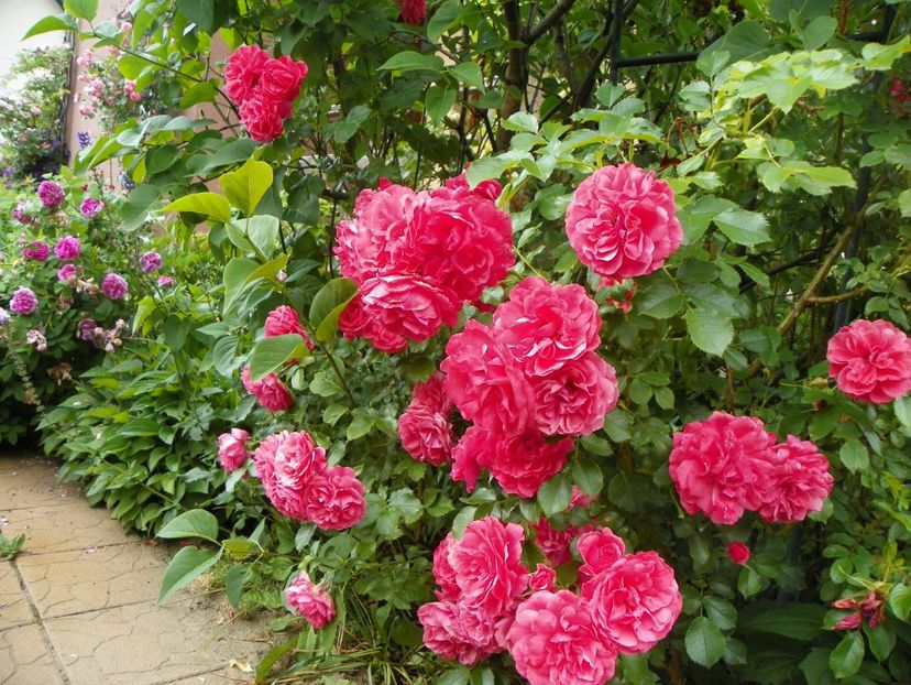 Rosarium Uetersen - Trandafiri 2017-1