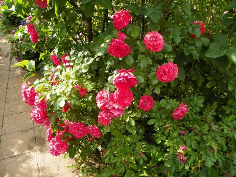 Rosarium Uetersen - Trandafiri 2017-1