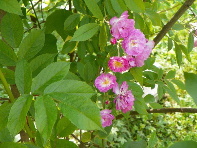 Robin Rambler - Trandafiri 2017-1