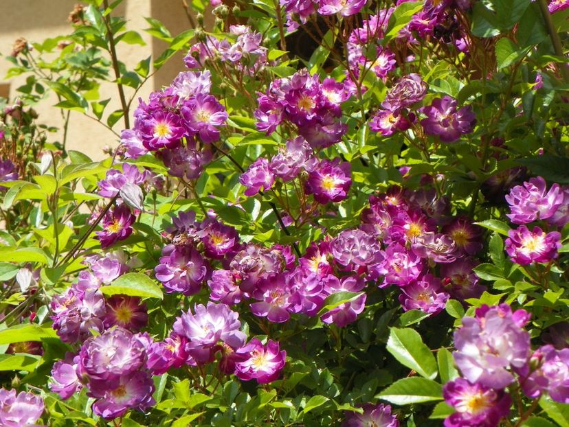 Veilchenblau - Trandafiri 2017-1