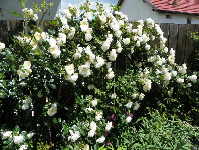 City of Yourk - Trandafiri 2017-1