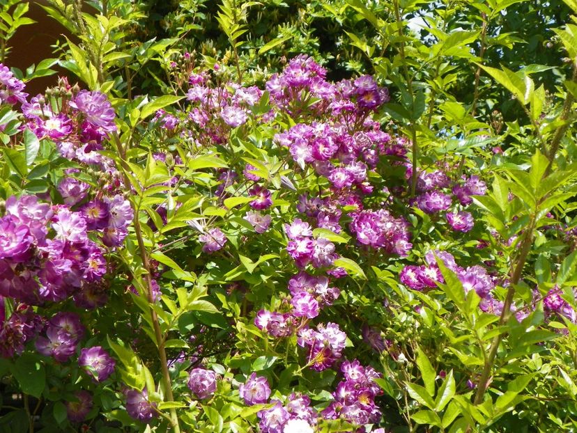 Veilchenblau - Trandafiri 2017-1