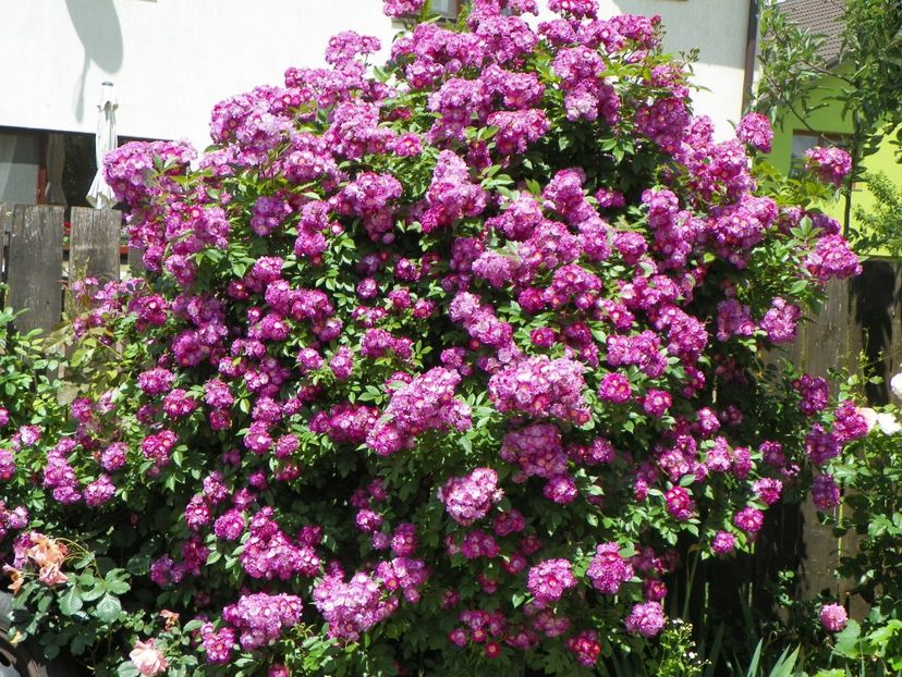 Perennial Blue - Trandafiri 2017-1
