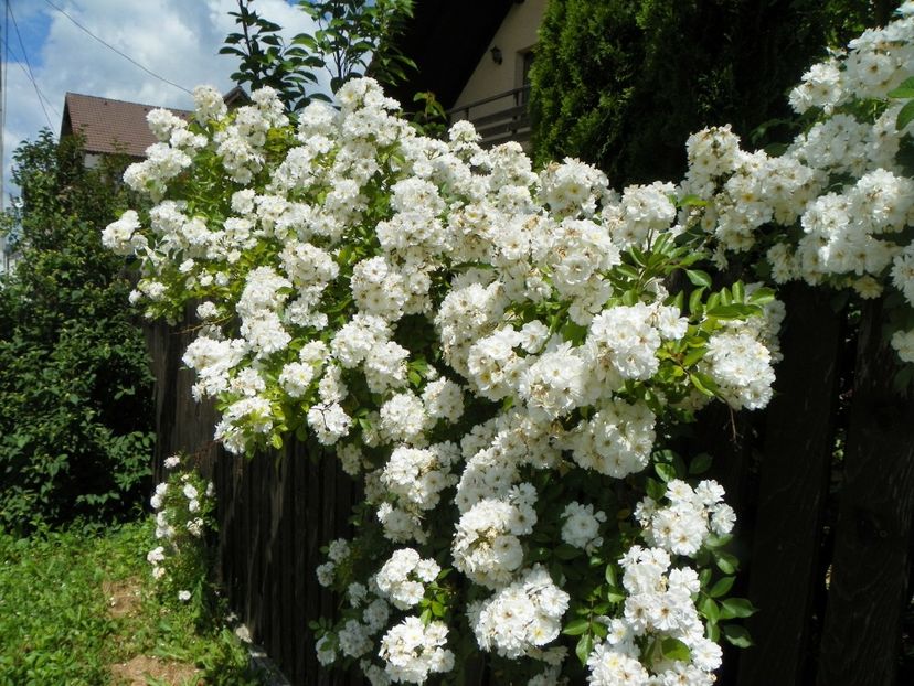 Guirlande dAmour - Trandafiri 2017-1