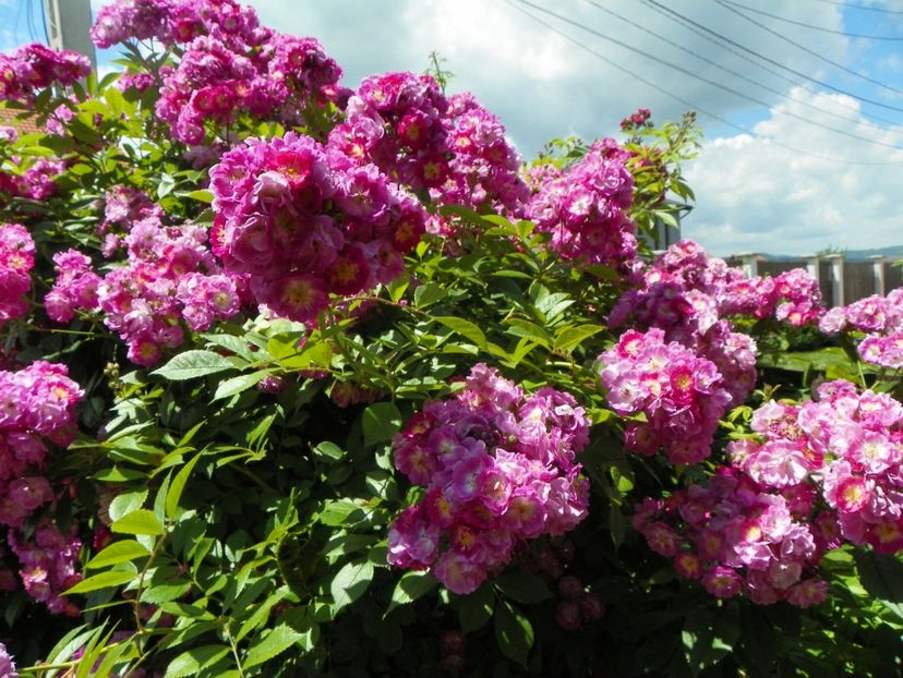 Perennial Blue - Trandafiri 2017-1