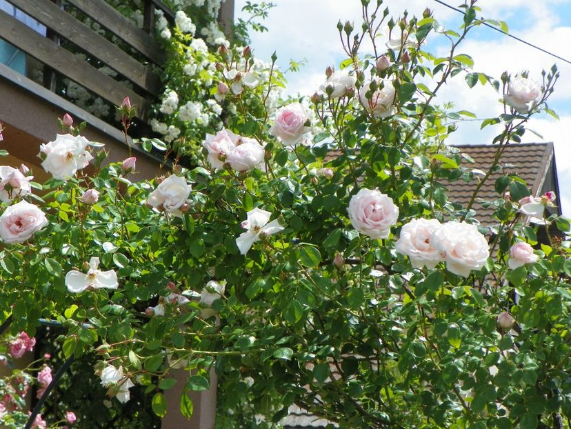 New Dawn - Trandafiri 2017-1