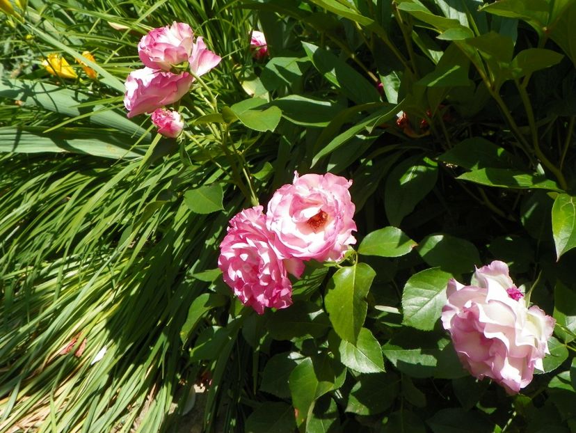 Bordure Rose - Trandafiri 2017-1