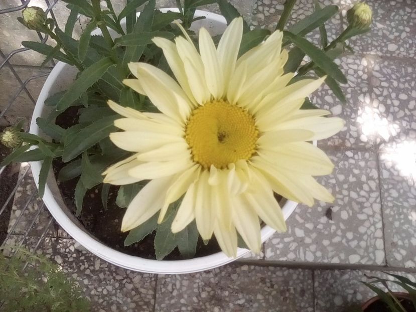 Banana Cream - Leucanthemum maximum