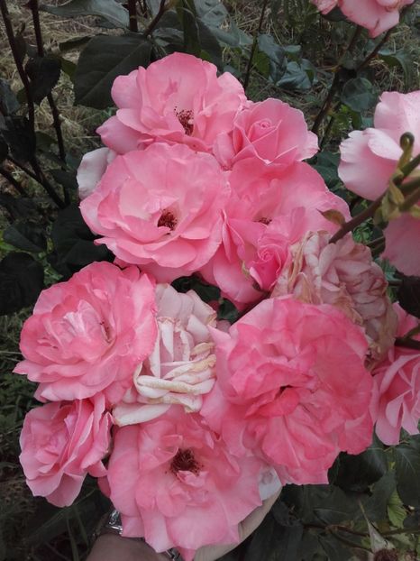  - 43-Queen Elizabeth