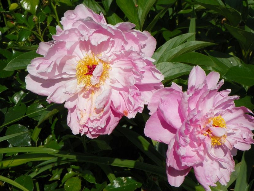 Katharine Fonteyn - Bujori 2017