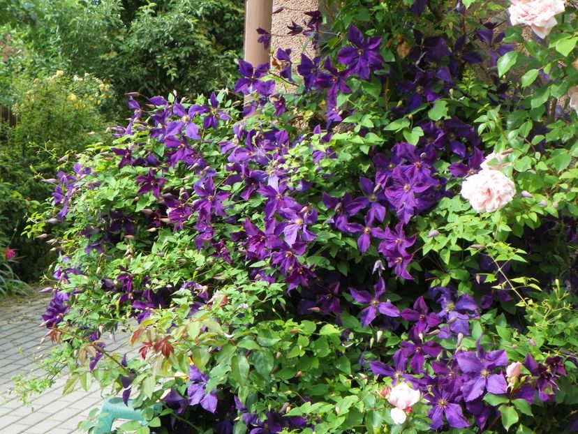 Polish Spirit - Clematite 2017