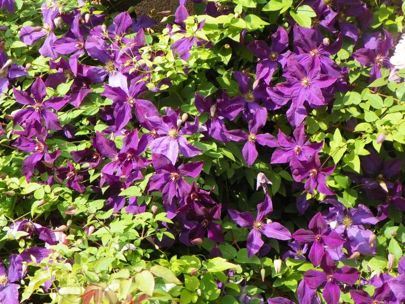 Polish Spirit - Clematite 2017