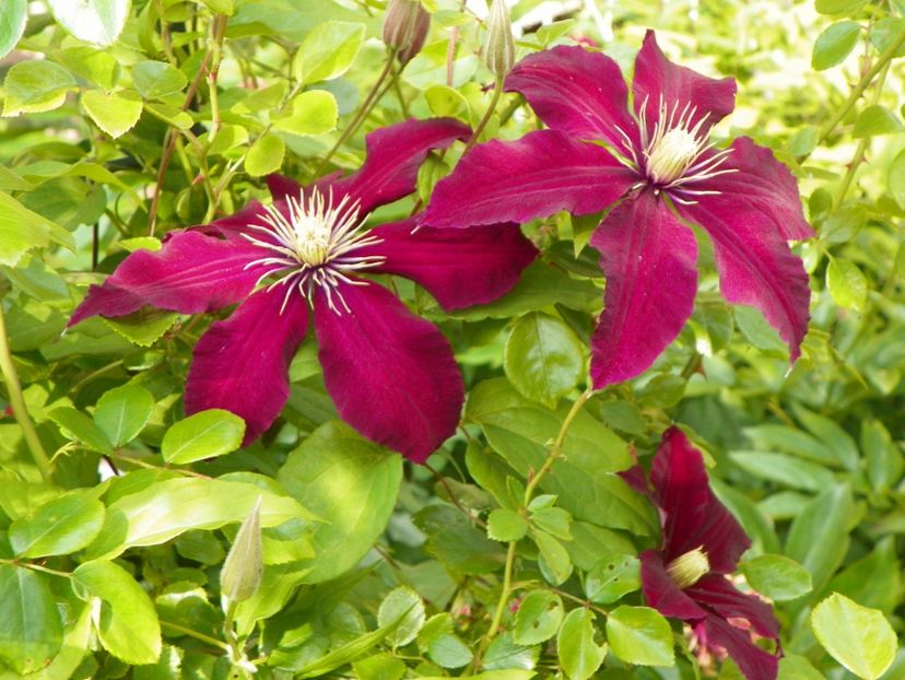 Mme. Julia Correvon - Clematite 2017