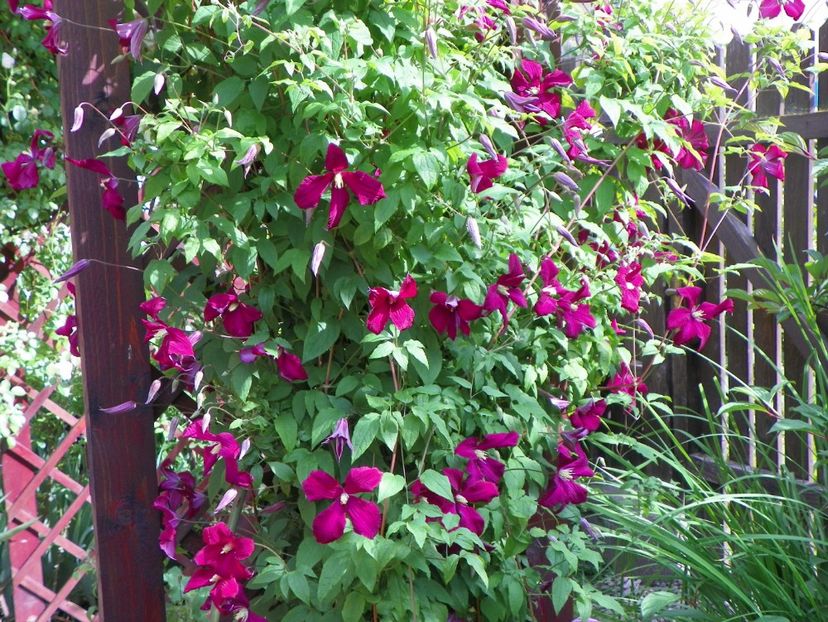 Mme. Julia Correvon - Clematite 2017