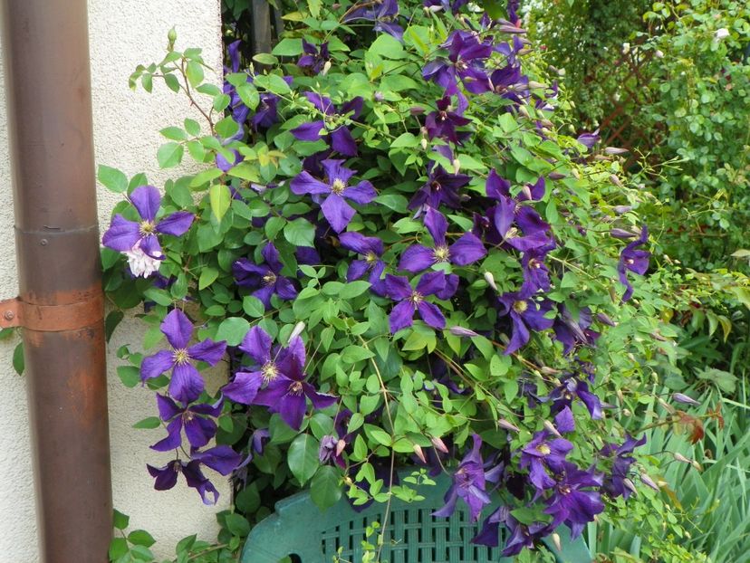 Polish Spirit - Clematite 2017