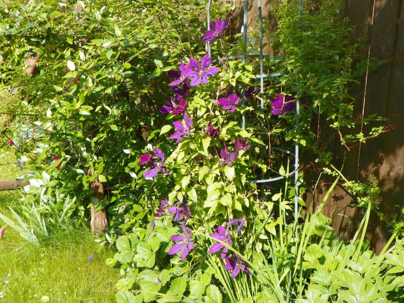 Honora - Clematite 2017