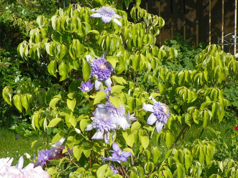 Blue Light - Clematite 2017