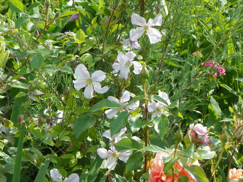 White Prince Charles - Clematite 2017