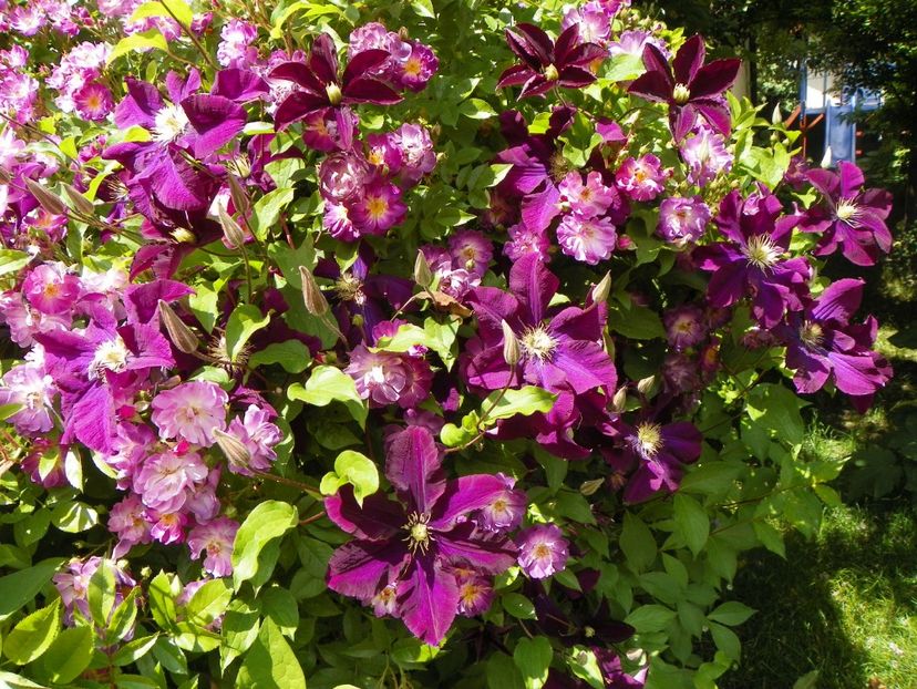 Warszawska Nike - Clematite 2017