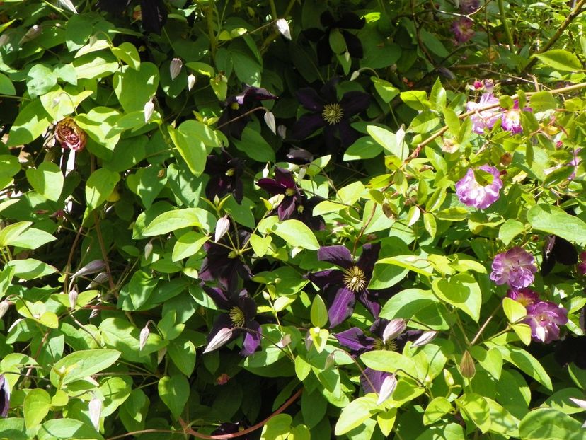 Romantika - Clematite 2017