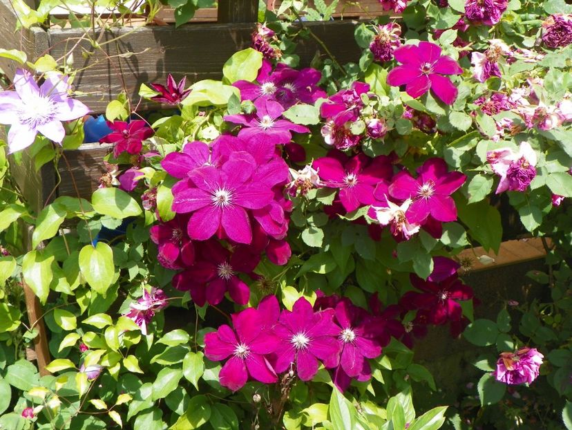 Westerplatte - Clematite 2017