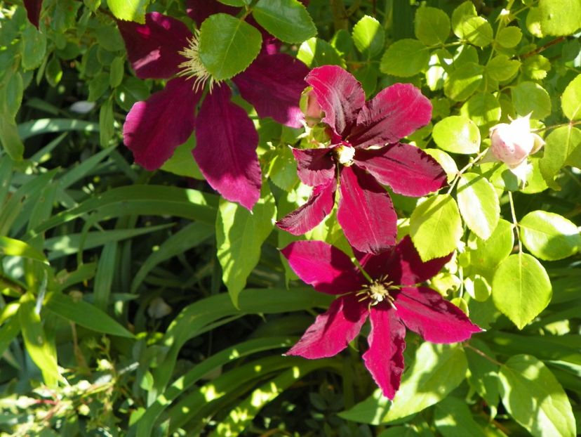 Niobe - Clematite 2017